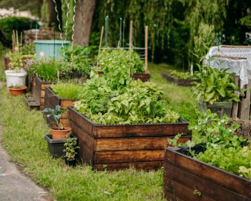 jak na komunitni zahradu