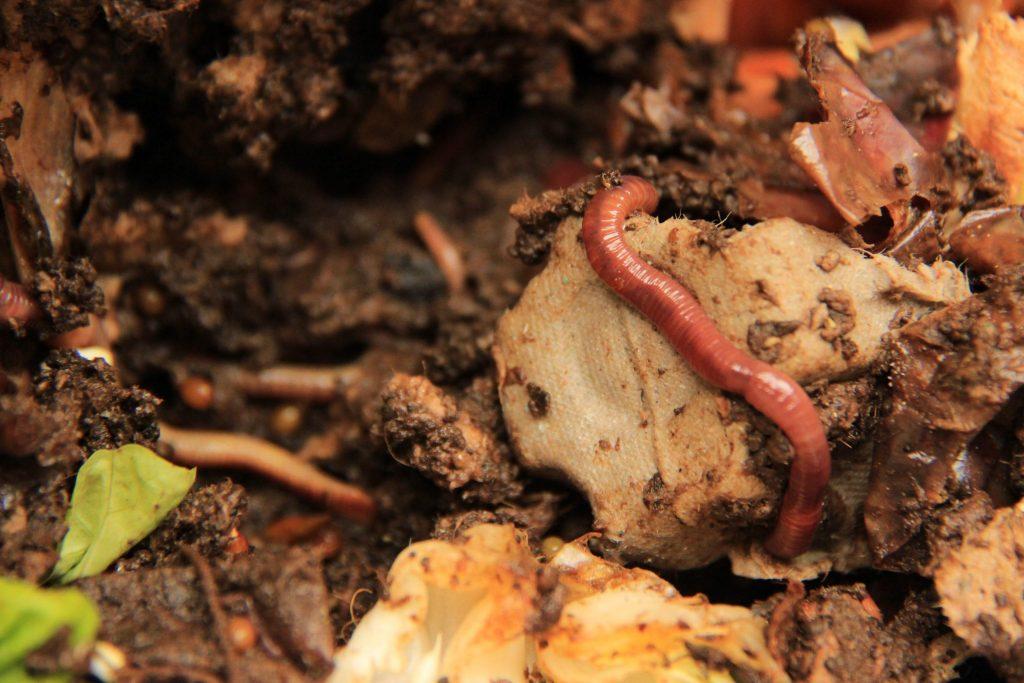 Žížaly při procesu vermikompostování