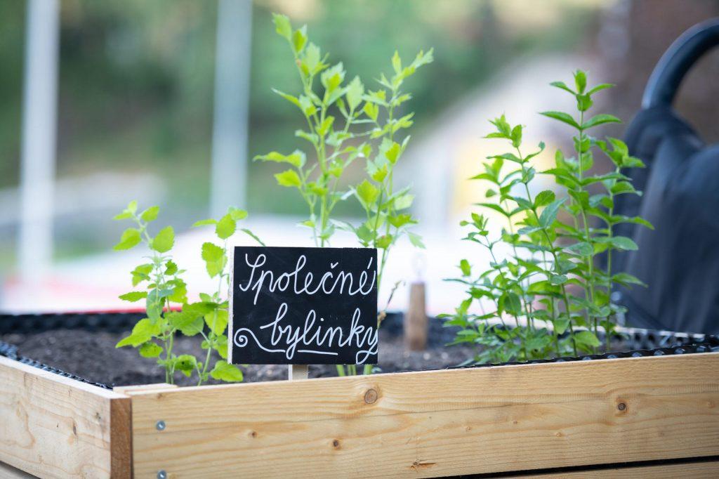 komunitní zahrada
