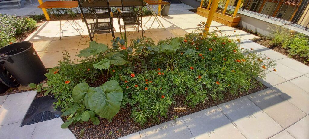 Komunitní zahrada pro seniory