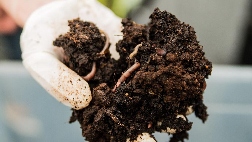 druhy žížal v kompostu