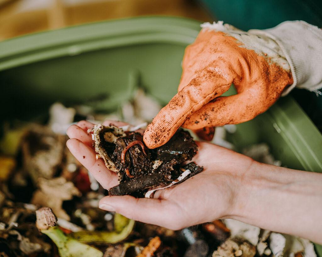 kalifornské žížaly