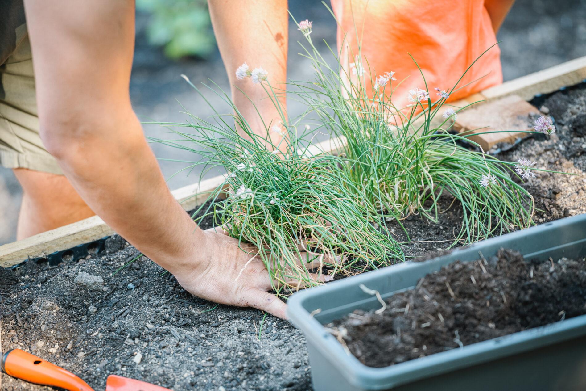 Přehled pro komunitní zahrady 2023: Ponořte společně ruce do hlíny
