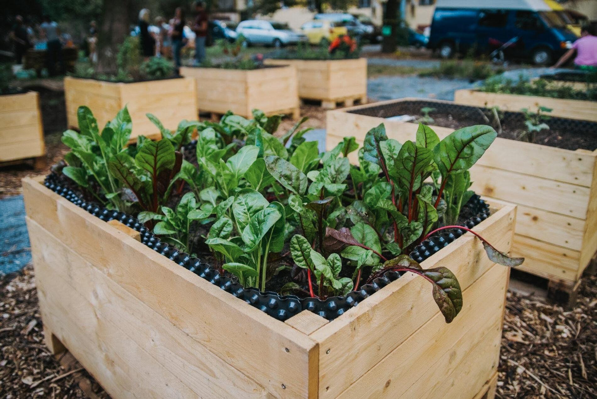 Vyvýšené záhony v komunitní zahradě