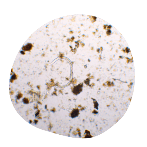 Zahradní kompost pod mikroskopem